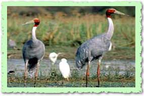 Bharatpur