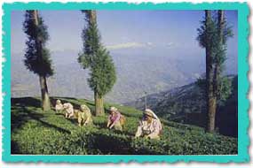 Darjeeling