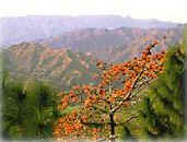 Kasauli